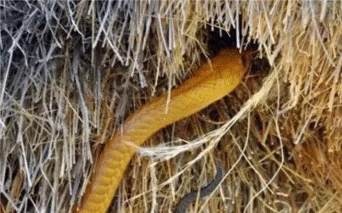 南非致命毒蛇,揭秘非洲最危险毒液的秘密